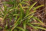 Longleaf sunflower